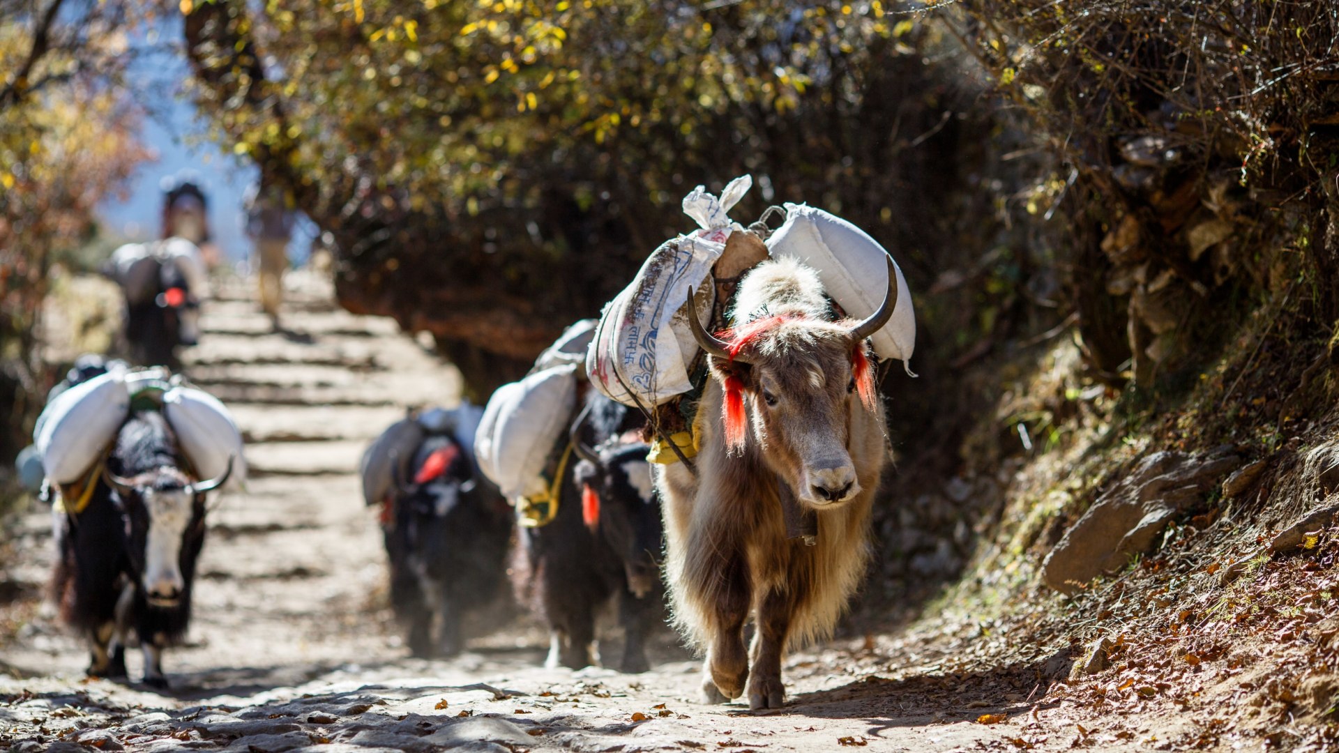 Mount Everest Trek & Island Peak